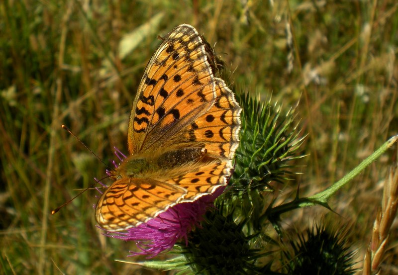 Argynnis aglaja ♂??